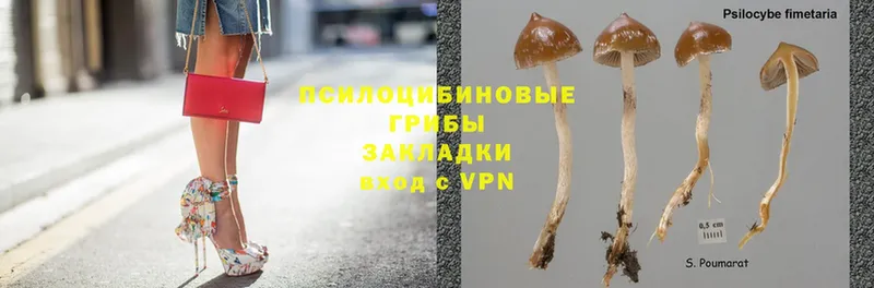 наркотики  мега сайт  Псилоцибиновые грибы MAGIC MUSHROOMS  Подпорожье 